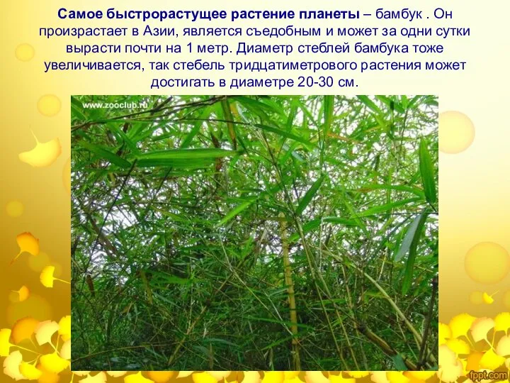 Самое быстрорастущее растение планеты – бамбук . Он произрастает в Азии,