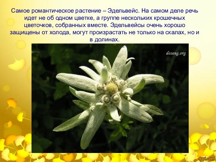 Самое романтическое растение – Эдельвейс. На самом деле речь идет не