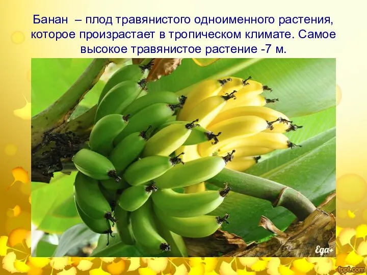 Банан – плод травянистого одноименного растения, которое произрастает в тропическом климате.