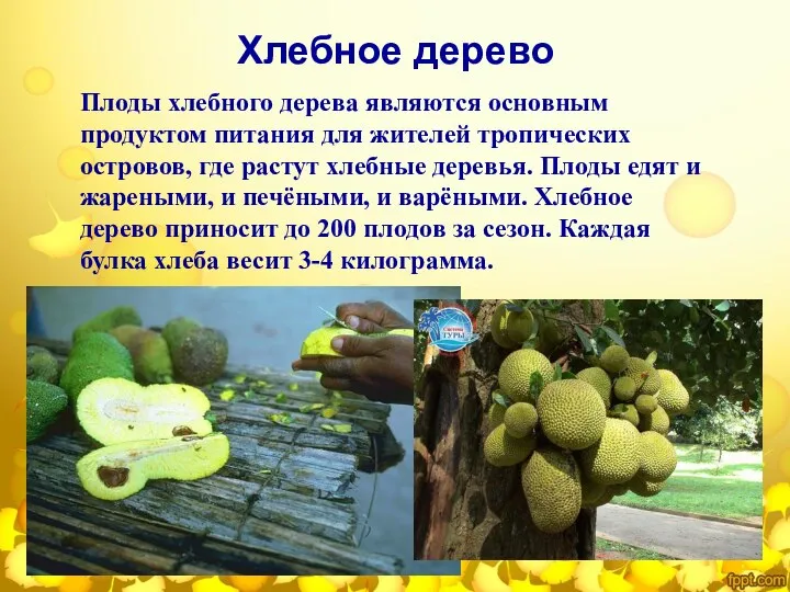 Хлебное дерево Плоды хлебного дерева являются основным продуктом питания для жителей