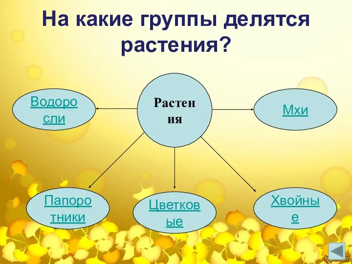 Растения Водоросли Мхи Папоротники Цветковые Хвойные На какие группы делятся растения?