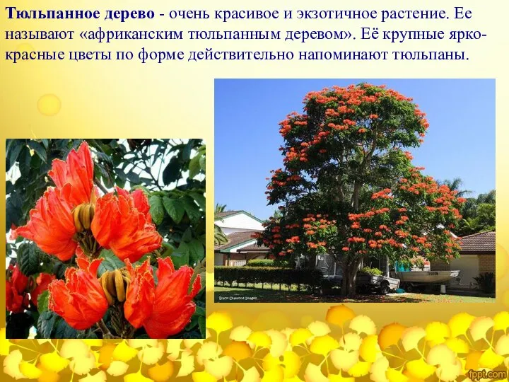 Тюльпанное дерево - очень красивое и экзотичное растение. Ее называют «африканским