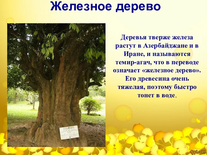 Железное дерево Деревья тверже железа растут в Азербайджане и в Иране,