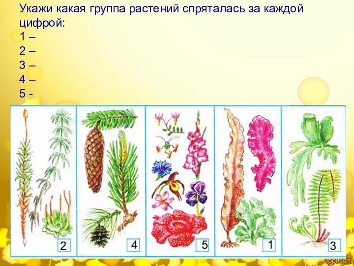 Укажи какая группа растений спряталась за каждой цифрой: 1 – 2
