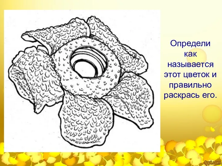 Определи как называется этот цветок и правильно раскрась его.