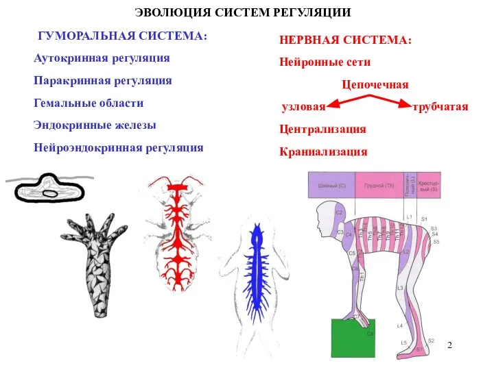 ЭВОЛЮЦИЯ СИСТЕМ РЕГУЛЯЦИИ ГУМОРАЛЬНАЯ СИСТЕМА: Аутокринная регуляция Паракринная регуляция Гемальные области