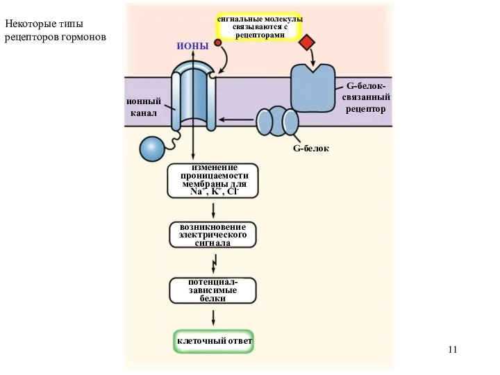 сигнальные молекулы связываются с рецепторами ионный канал ИОНЫ G-белок G-белок-связанный рецептор