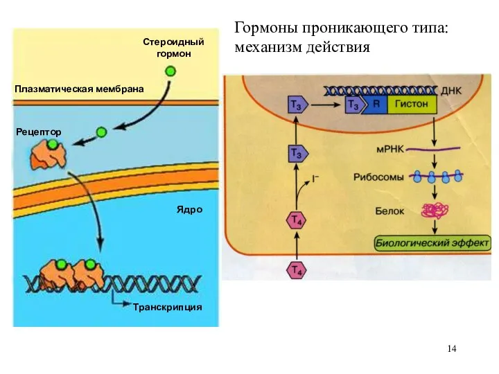 Гормоны проникающего типа: механизм действия