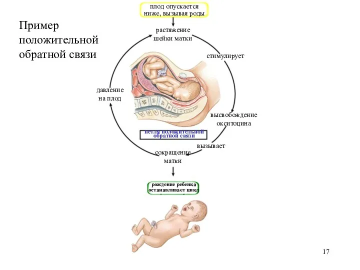 сокращение матки высвобождение окситоцина вызывает стимулирует петля положительной обратной связи плод