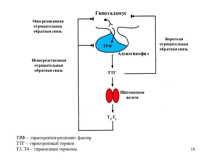 Гипоталамус Аденогипофиз Щитовидная железа Т3,Т4 ТТГ ТРФ Короткая отрицательная обратная связь