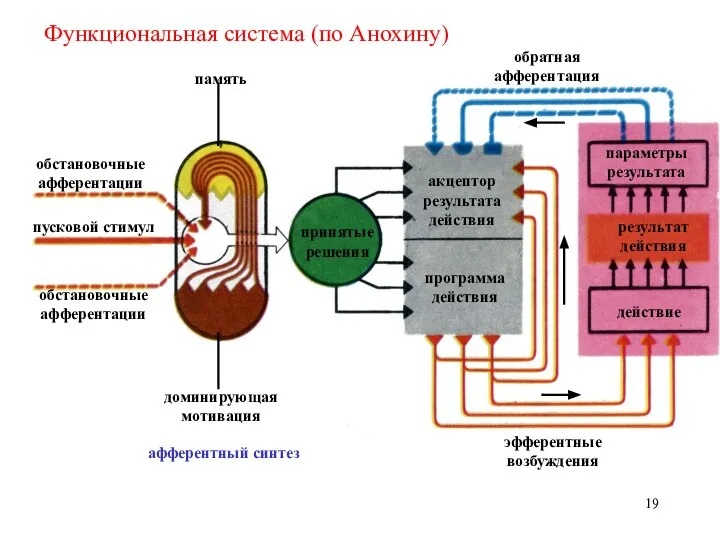 память доминирующая мотивация афферентный синтез эфферентные возбуждения принятые решения пусковой стимул