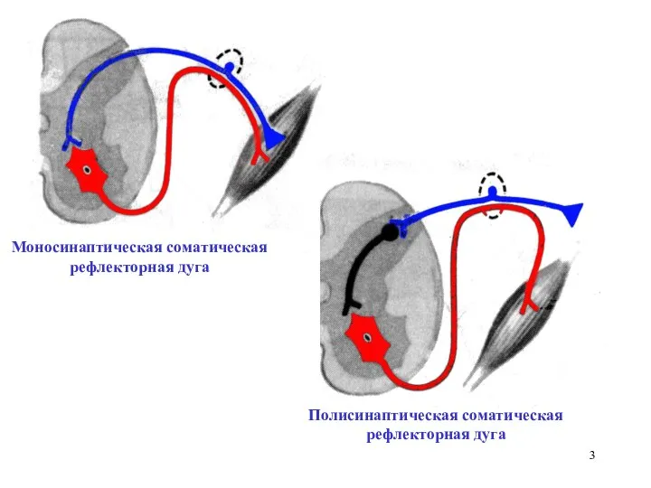 Моносинаптическая соматическая рефлекторная дуга Полисинаптическая соматическая рефлекторная дуга