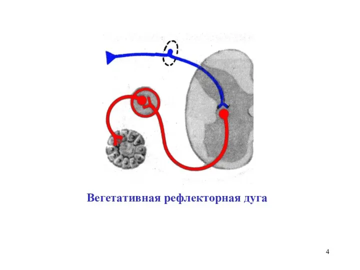 Вегетативная рефлекторная дуга