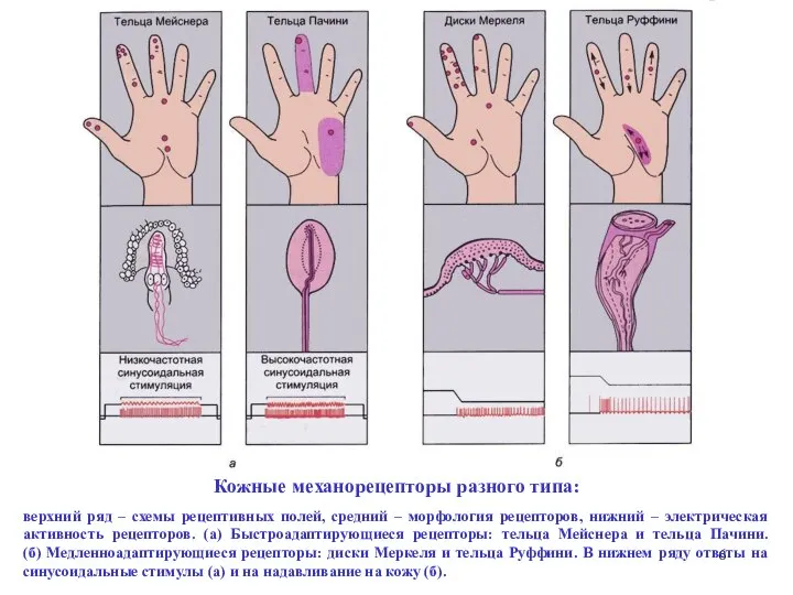 Кожные механорецепторы разного типа: верхний ряд – схемы рецептивных полей, средний