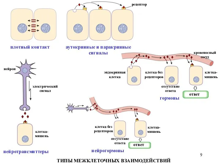 аутокринные и паракринные сигналы рецептор гормоны эндокринная клетка клетка без рецепторов