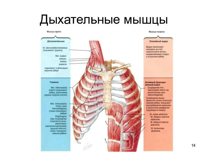 Дыхательные мышцы