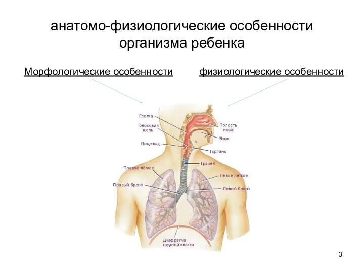 анатомо-физиологические особенности организма ребенка Морфологические особенности физиологические особенности