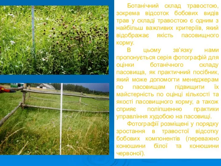 Ботанічний склад травостою, зокрема відсоток бобових видів трав у складі травостою