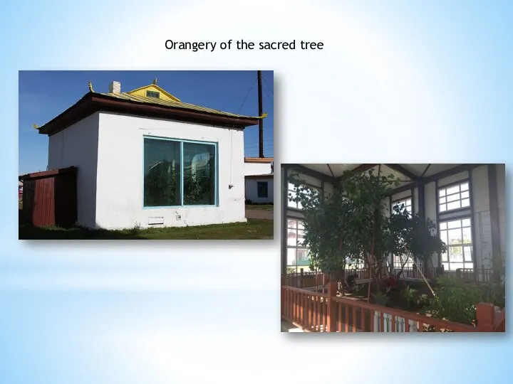 Orangery of the sacred tree