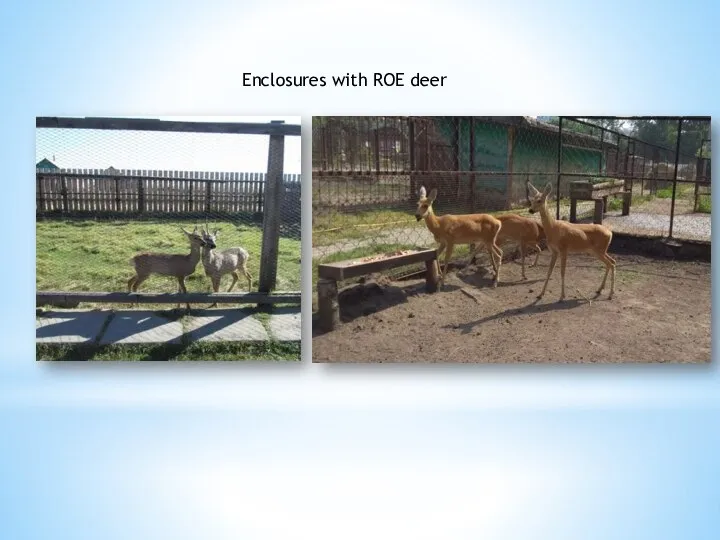 Enclosures with ROE deer