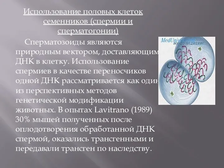 Использование половых клеток семенников (спермии и сперматогонии) Сперматозоиды являются природным вектором,