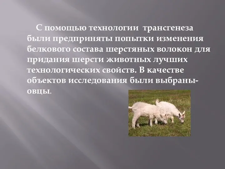 С помощью технологии трансгенеза были предприняты попытки изменения белкового состава шерстяных