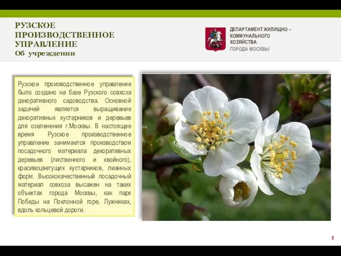 2 Рузское производственное управление было создано на базе Рузского совхоза декоративного