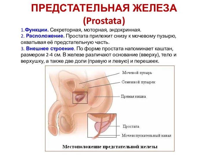 ПРЕДСТАТЕЛЬНАЯ ЖЕЛЕЗА (Prostata) 1.Функции. Секреторная, моторная, эндокринная. 2. Расположение. Простата прилежит