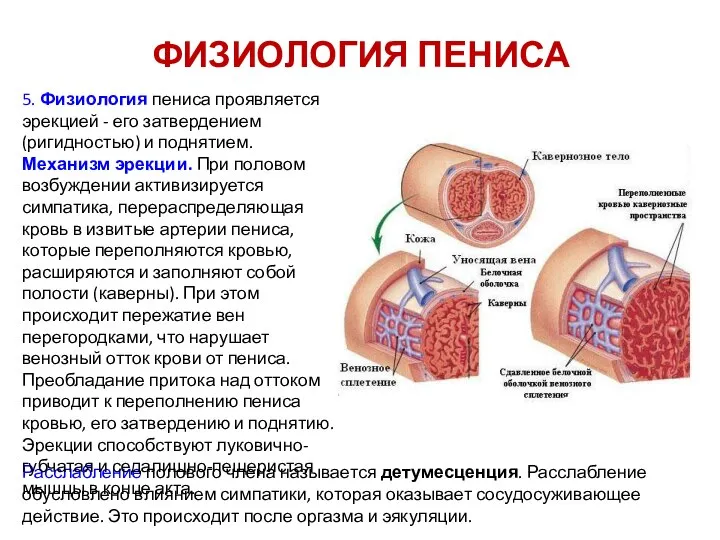 ФИЗИОЛОГИЯ ПЕНИСА Расслабление полового члена называется детумесценция. Расслабление обусловлено влиянием симпатики,