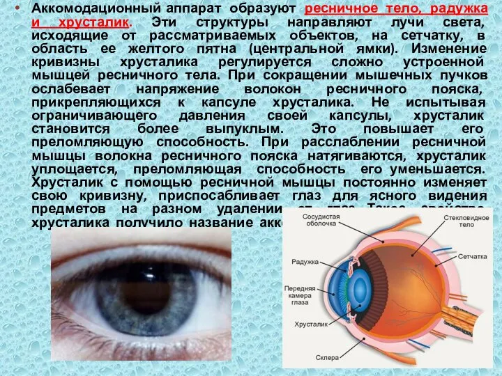 Аккомодационный аппарат образуют ресничное тело, радужка и хрусталик. Эти структуры направляют