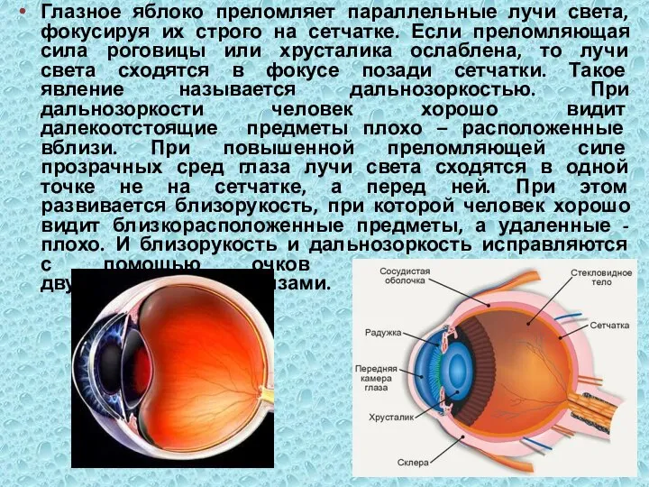 Глазное яблоко преломляет параллельные лучи света, фокусируя их строго на сетчатке.