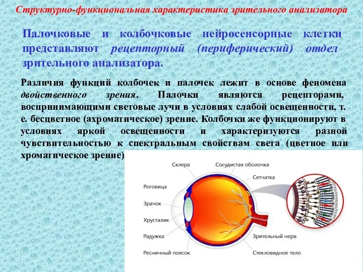 Структурно-функциональная характеристика зрительного анализатора Палочковые и колбочковые нейросенсорные клетки представляют рецепторный