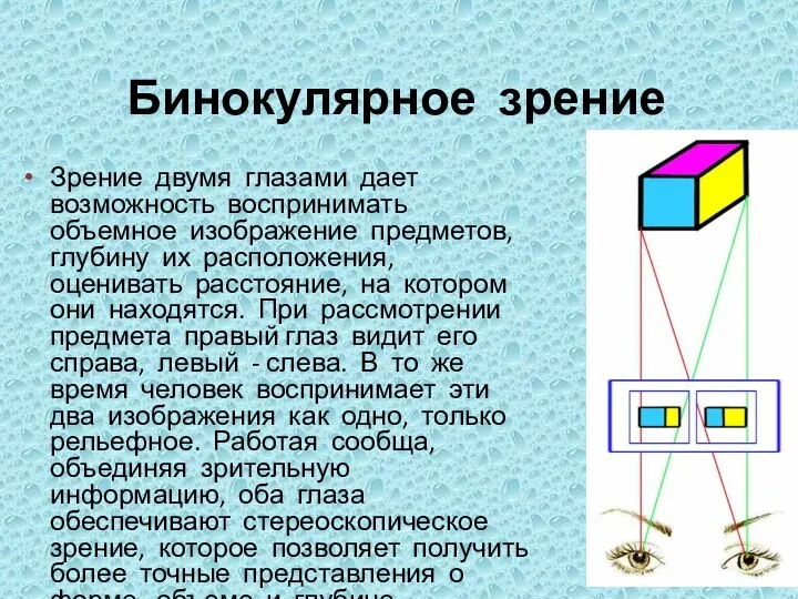 Бинокулярное зрение Зрение двумя глазами дает возможность воспринимать объемное изображение предметов,