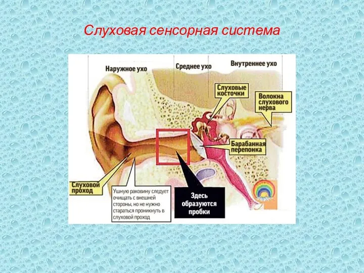 Слуховая сенсорная система