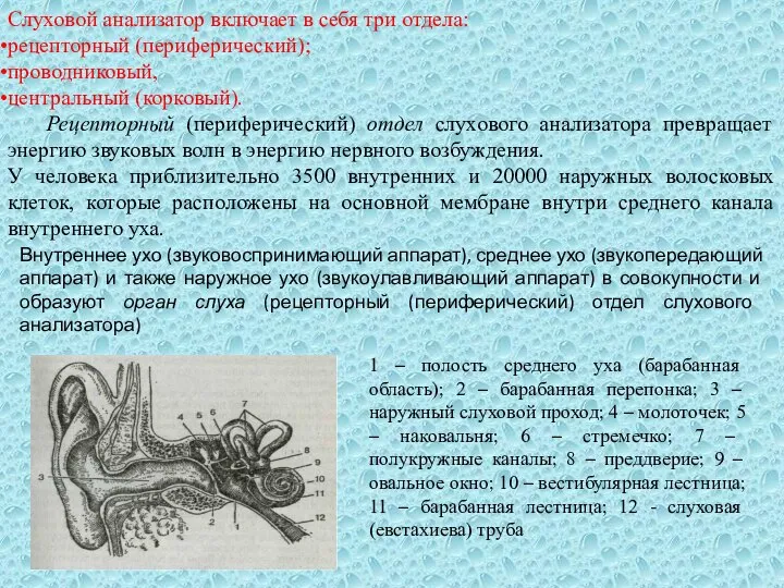 Слуховой анализатор включает в себя три отдела: рецепторный (периферический); проводниковый, центральный