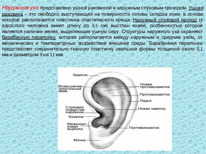 Наружное ухо представлено ушной раковиной и наружным слуховым проходом. Ушная раковина