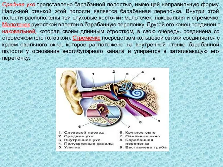 Среднее ухо представлено барабанной полостью, имеющей неправильную форму. Наружной стенкой этой