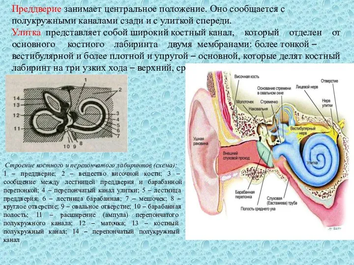 Преддверие занимает центральное положение. Оно сообщается с полукружными каналами сзади и