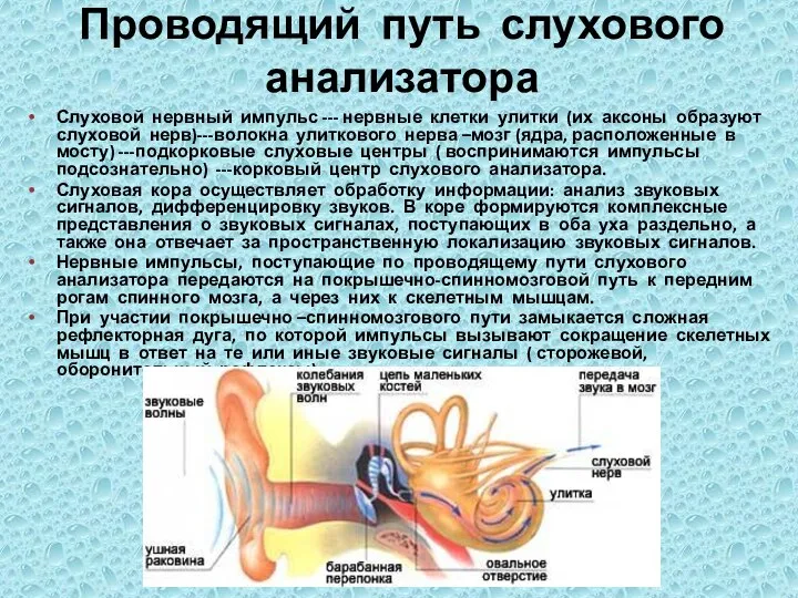 Проводящий путь слухового анализатора Слуховой нервный импульс --- нервные клетки улитки