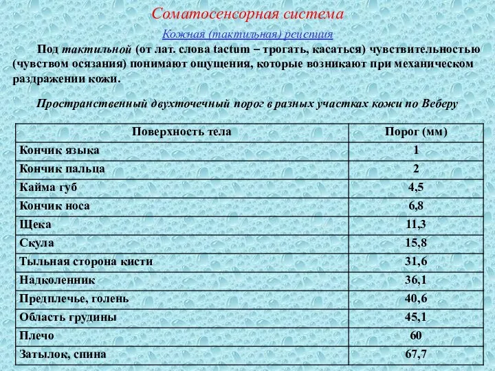 Соматосенсорная система Кожная (тактильная) рецепция Под тактильной (от лат. слова tactum