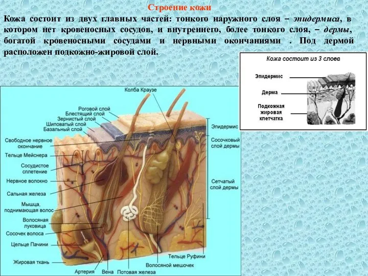 Строение кожи Кожа состоит из двух главных частей: тонкого наружного слоя