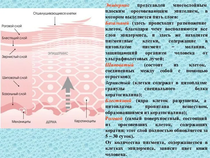 Эпидермис представлен многослойным плоским ороговевающим эпителием, в котором выделяется пять слоев: