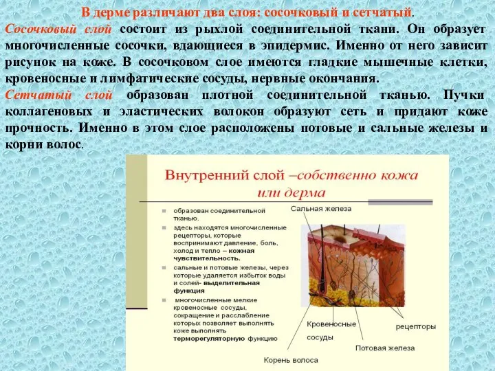 В дерме различают два слоя: сосочковый и сетчатый. Сосочковый слой состоит