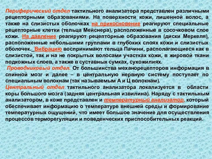 Периферический отдел тактильного анализатора представлен различными рецепторными образованиями. На поверхности кожи,