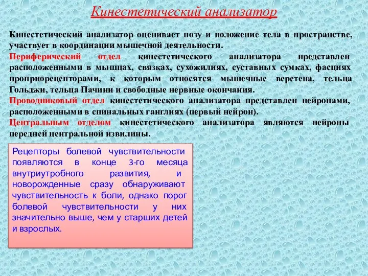 Кинестетический анализатор Кинестетический анализатор оценивает позу и положение тела в пространстве,