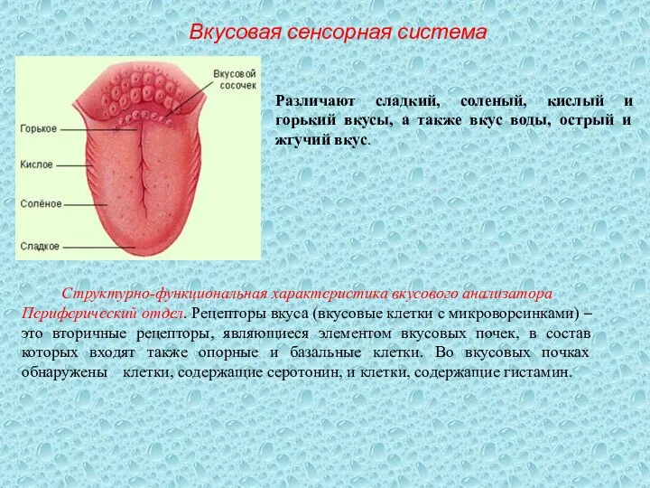 Вкусовая сенсорная система Различают сладкий, соленый, кислый и горький вкусы, а