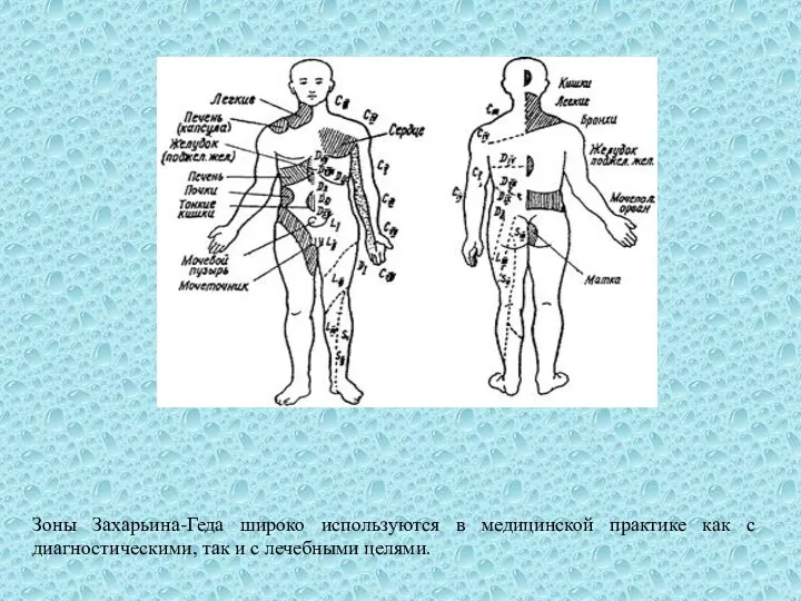 Зоны Захарьина-Геда широко используются в медицинской практике как с диагностическими, так и с лечебными целями.