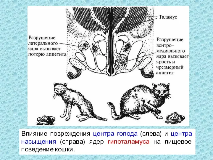 Влияние повреждения центра голода (слева) и центра насыщения (справа) ядер гипоталамуса на пищевое поведение кошки.