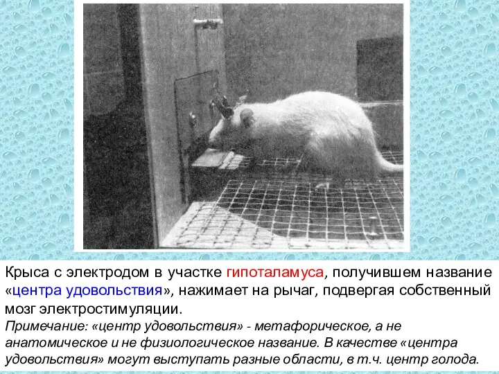 Крыса с электродом в участке гипоталамуса, получившем название «центра удовольствия», нажимает