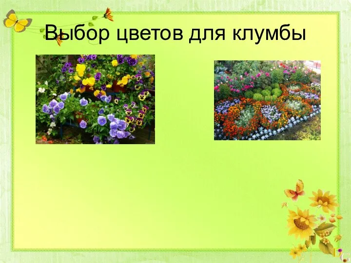 Выбор цветов для клумбы